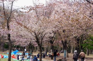 札幌ワイン会　円山公園花見